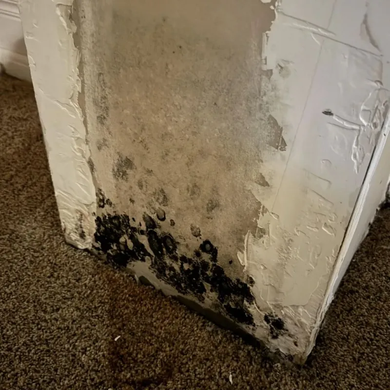 Professional Mold Removal in Sherman County, KS